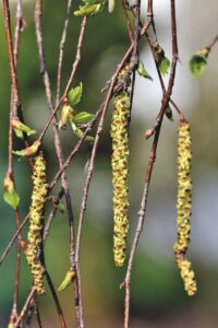 アレルギーによる皮膚炎とかゆみが原因で夜泣きする赤ちゃんへの対策は？