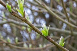 夜泣きの原因は発達の飛躍期間にどのように影響するのか？