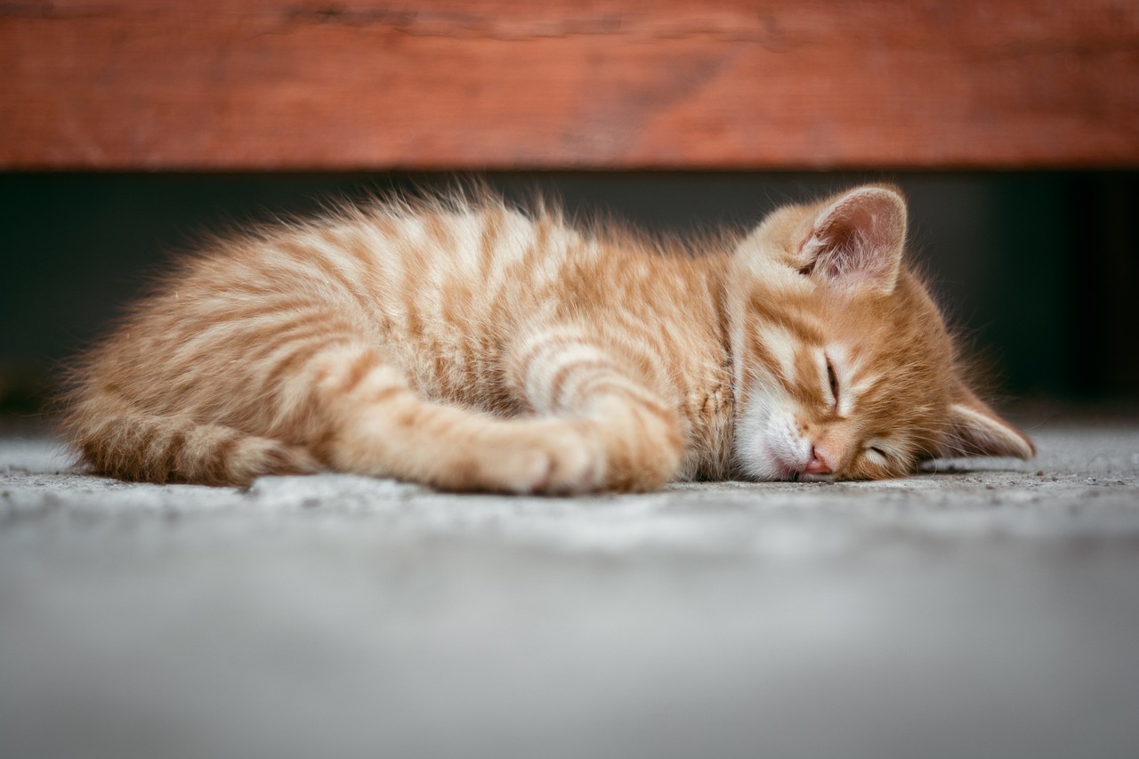 離乳食の時間と睡眠リズムを連動させる方法は？