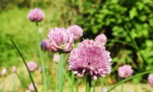 助産師に聞く夜泣き相談の効果的な対処法は？