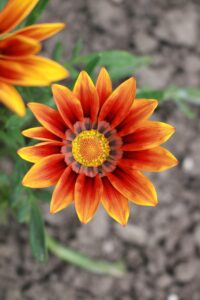 夜泣きはいつまで続くのか、原因と対策を徹底解説？