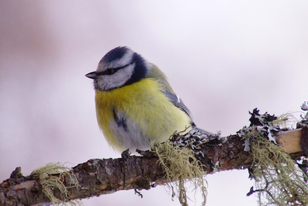 生活リズムを整えるための効果的な方法は？